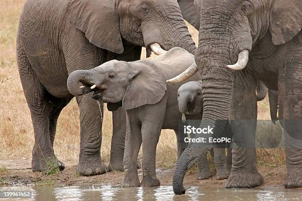 Foto de Os Elefantes Africanos e mais fotos de stock de Animais de Safári - Animais de Safári, Animais em Extinção, Animal