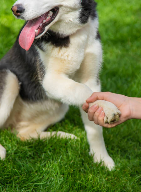 istock The dog gives a paw to a man. Selective focus. 1399614669