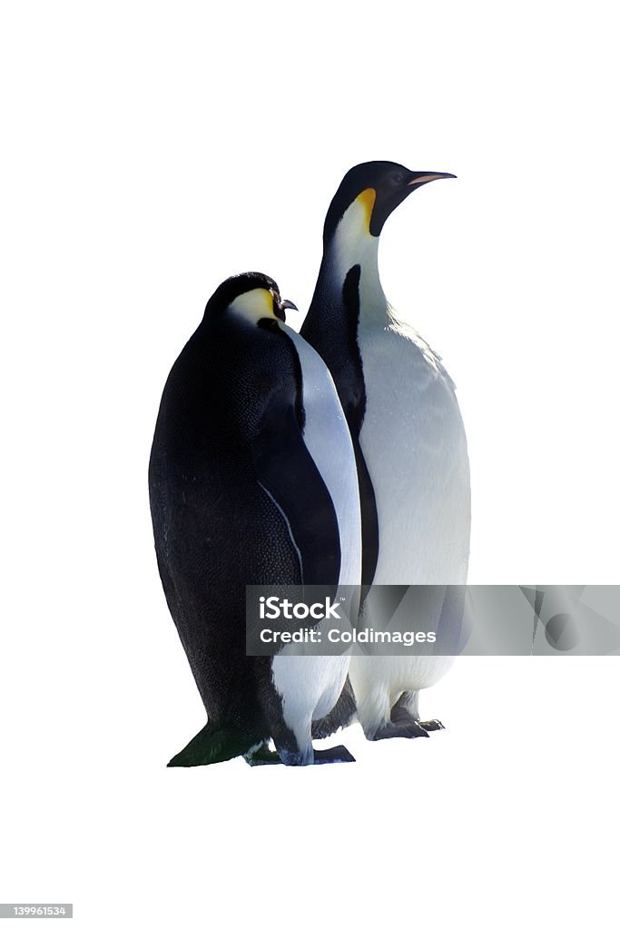 Penguins - Photo de Fond blanc libre de droits
