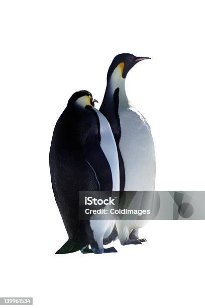 Photo libre de droit de Penguins banque d'images et plus d'images libres de droit de Fond blanc - Fond blanc, Manchot, Amitié