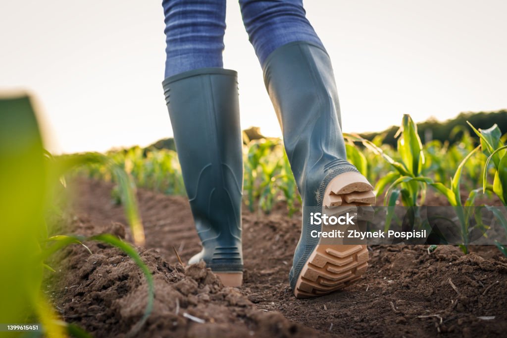 Farmer with rubber boots walks in agricultural field Rubber boot in corn field. Farmer walking at organic farm and inspecting growth of maize plant. Agricultural concept Boot Stock Photo