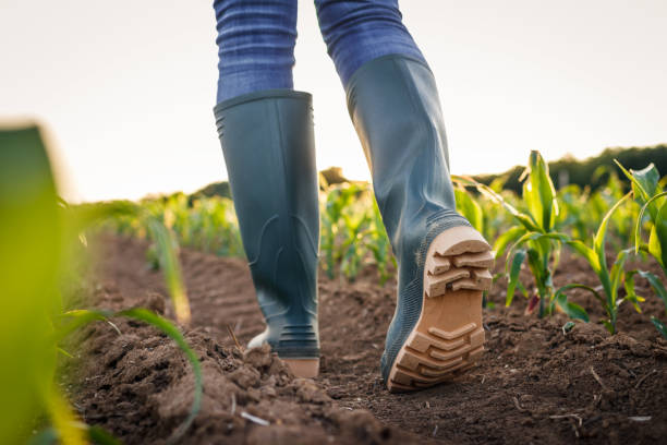 Farmer with rubber boots walks in agricultural field stock photo