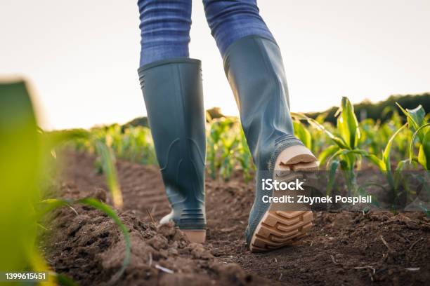 Farmer With Rubber Boots Walks In Agricultural Field Stock Photo - Download Image Now