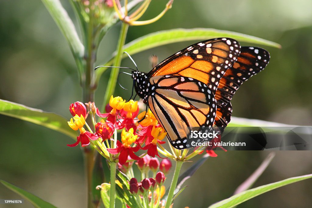 Farfalla monarca su fiore - Foto stock royalty-free di Ala di animale