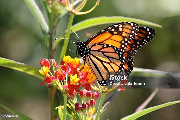 Monarch Butterfly Na Kwiat - zdjęcia stockowe i więcej obrazów Czułek - Czułek, Część ciała zwierzęcia, Fotografika