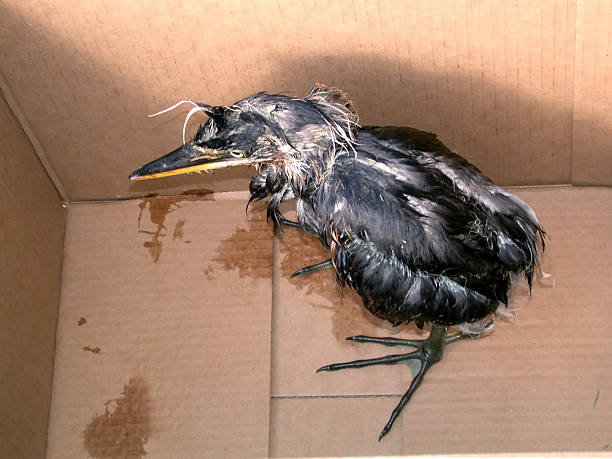  Herons have more than one baby.  One is stronger and gets more food.  The other one doesn't get as big and ultimately is pushed out of the nest by the larger, more agressive young heron.  The one pictured here suffered that fate and fell into Sarasota Bay.  A friend and I saw it, grabbed our kayak and rescued the little guy.  We then turned him over to an organization trained and equipped to raise  birds.   Hopefully, he grew and was released in the wild.      