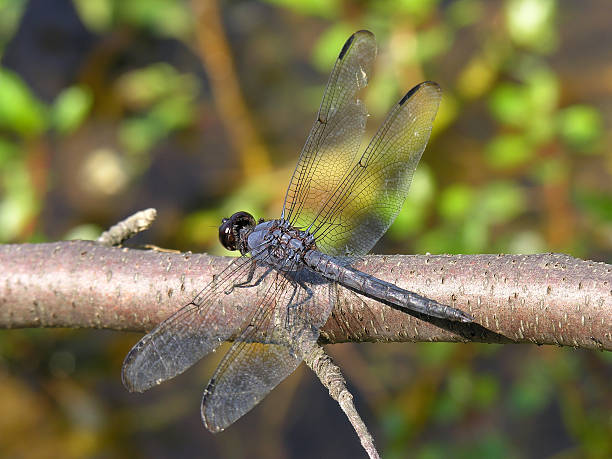 Delicate dragonfly stock photo