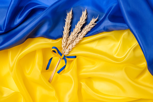 Bundle of wheat spikes with yellow and blue ribbon on Ukrainian flag background. Concept of food supply crisis and global food scarcity because of war in Ukraine.