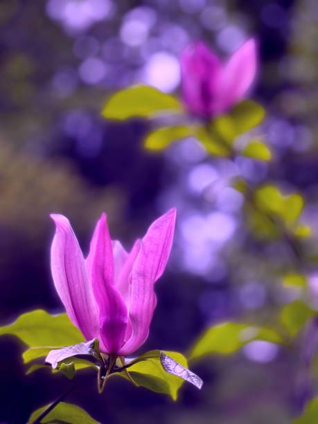 hermosas flores de magnolia rosa púrpura. - magnolia blossom fotografías e imágenes de stock