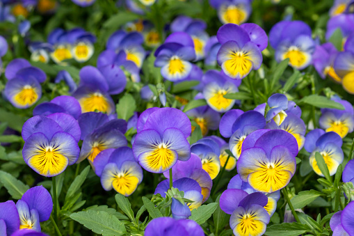 Violet pansies in a garden