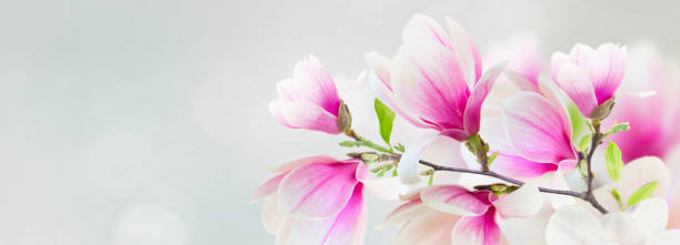 istock Blossoming pink magnolia Flowers 1399618403