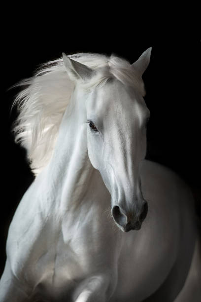 istock White horse portrait with long mane 1399618584