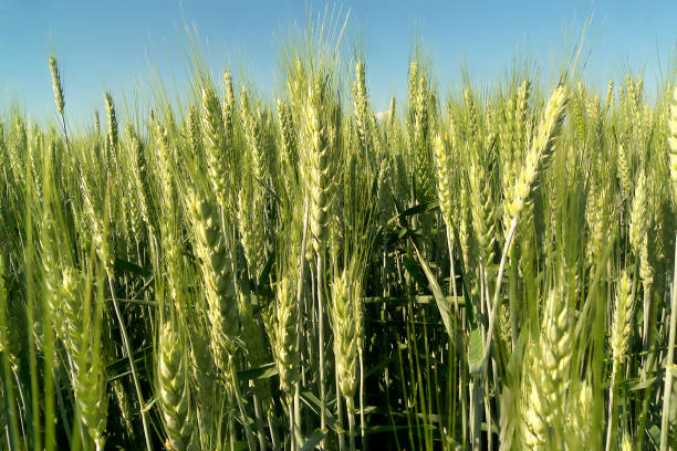 trigo verde joven en el campo - winter wheat fotografías e imágenes de stock