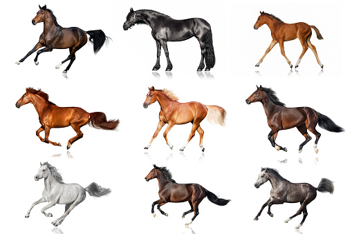 Palomino,red, bay, white, buckskin horses collague run isolated