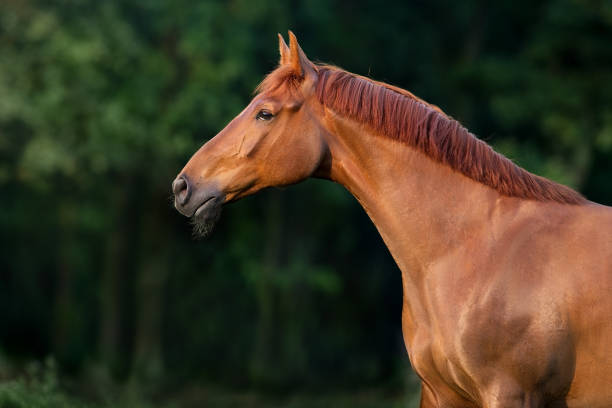 istock Red horse close up portrait in motion 1399619392