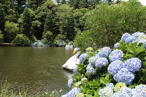 Image of a white swan behind the hydrangeas in Gramado