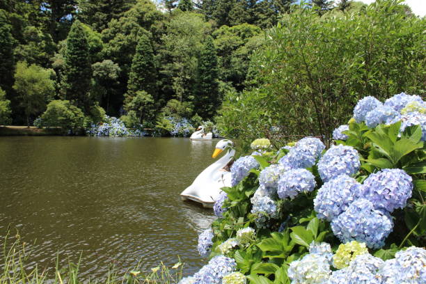 Swan behind the hydrangeas Image of a white swan behind the hydrangeas in Gramado gramado photos stock pictures, royalty-free photos & images