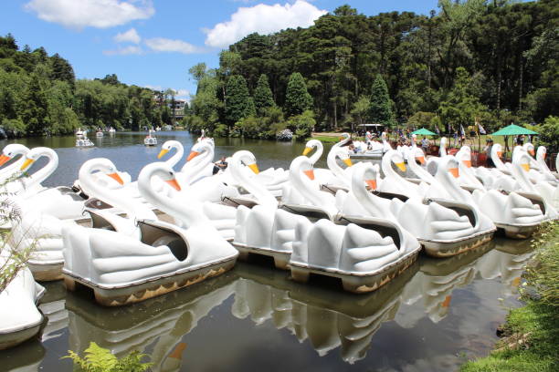 istock Swans in the lake 1399619456