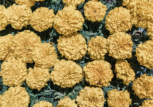 Background of of Marigold flowers