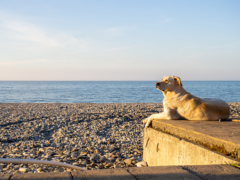 The dog on the pier watches the sunset. The dog is basking in the sun. Rocky beach of the southern city. Pet on the beach\