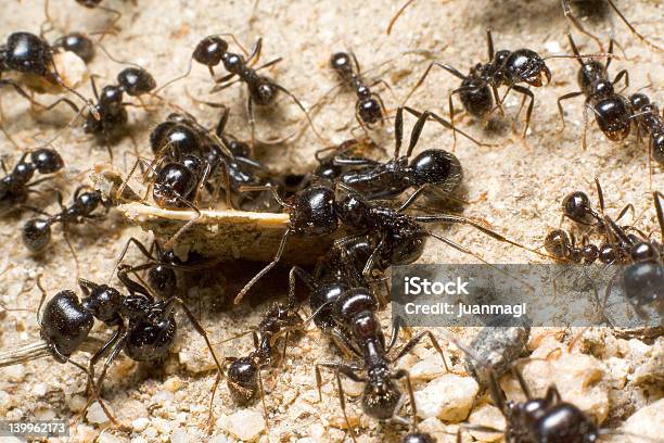 팀이 Ants 개미에 대한 스톡 사진 및 기타 이미지 - 개미, 개미 집, 결심