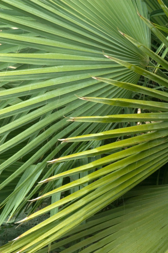palm trees on green natural tropical background