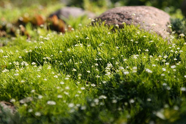 Nice soft focus shot of grass and flowers carpet... and alone stone :)