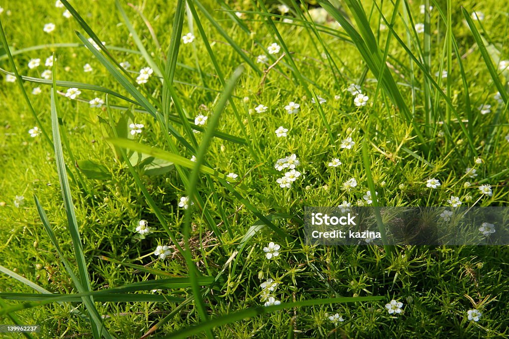 잔디 및 꽃 카펫 - 로열티 프리 0명 스톡 사진