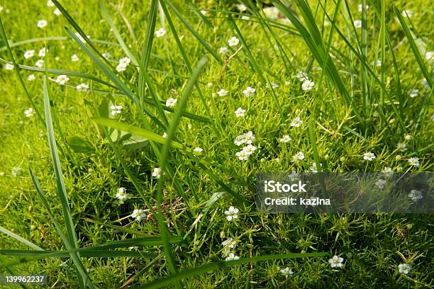 Grama E Flores Carpete - Fotografias de stock e mais imagens de Aberto - Aberto, Ajardinado, Amarelo