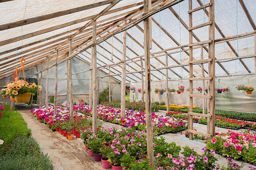 Flowers growing in old fashioned plant nursery