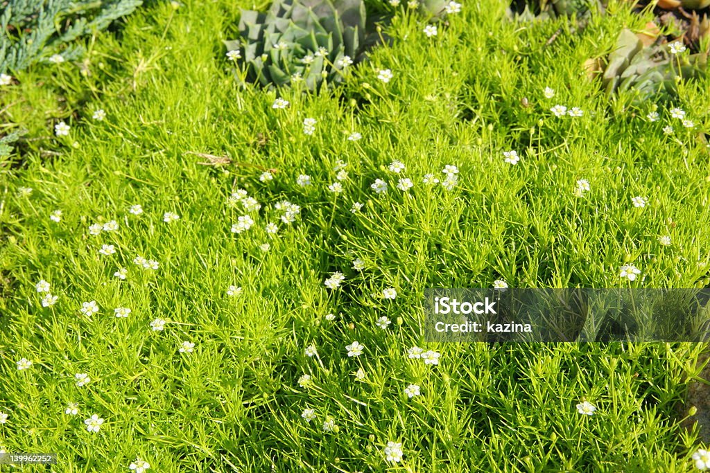 Трава и цветы Ковер - Стоковые фото Без людей роялти-фри