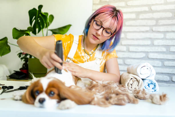 jeune femme aux cheveux colorés toilettant son chien à la maison - attractive female indoors lifestyles clean photos et images de collection