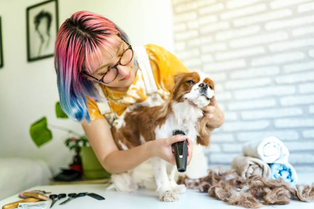 jeune femme aux cheveux colorés toilettant son chien à la maison - attractive female indoors lifestyles clean photos et images de collection