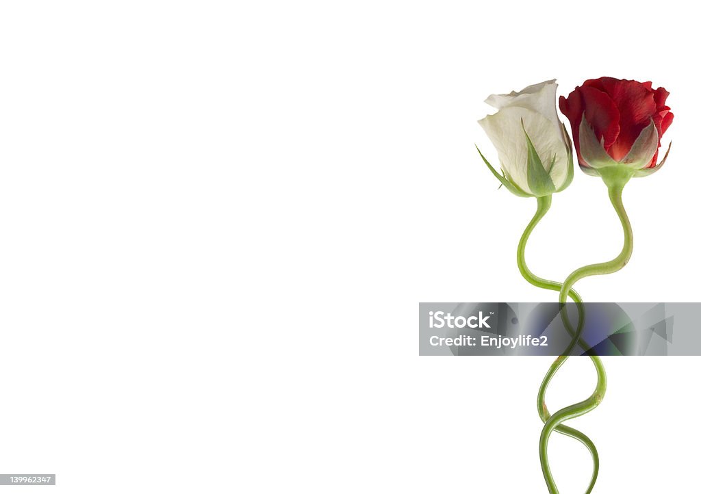 Amore e rose - Foto stock royalty-free di Amore