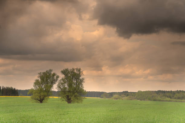 istock trees in spring in a stromy weather 1399623581