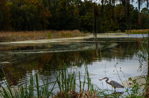 Magnolia Plantation and Gardens, Charleston South Carolina