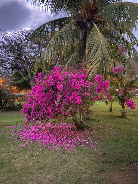 istock Fuchsia trinitaria bush 1399624011
