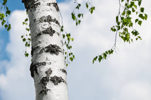 istock Silver birch tree trunk detail against white cloud background on a blue sky. Betula pendula 1399624080