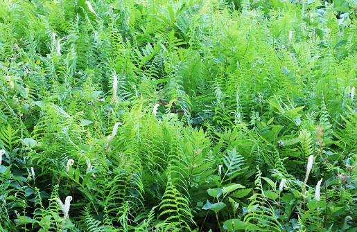 a background of green fern
