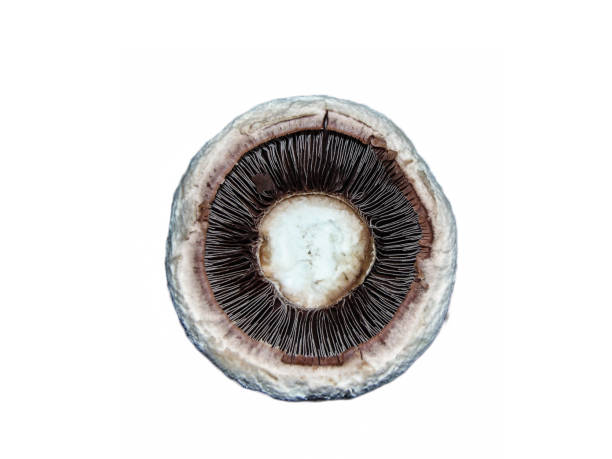 istock Champignon mushroom isolated on white background 1399624162