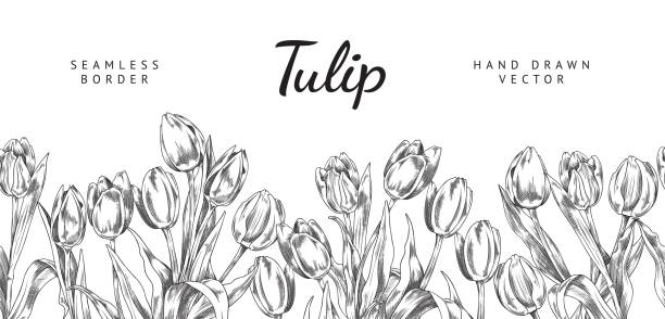 Tulip flowers seamless border, hand drawn sketch vector illustration on white background. Black and white flowers in vintage style. Spring botanical elements.