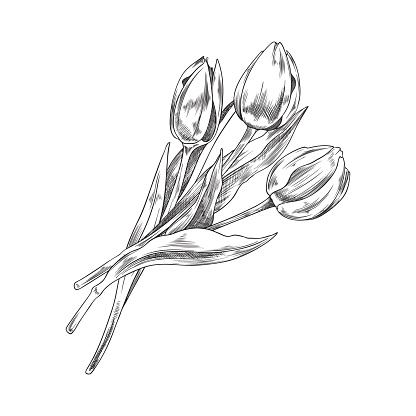 Tulips bouquet hand drawn flowers, sketch vector illustration isolated on white background. Elegant monochrome spring flowers. Retro style botanical elements with engraving.