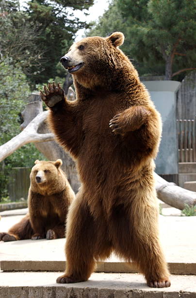 Brown Bear posing in Zoo stock photo