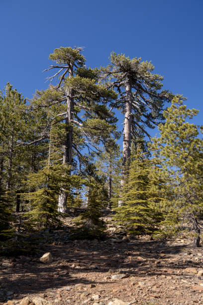 istock Two old flat-topped Black Pines on rocky mountainside with young trees in foreground 1399625108