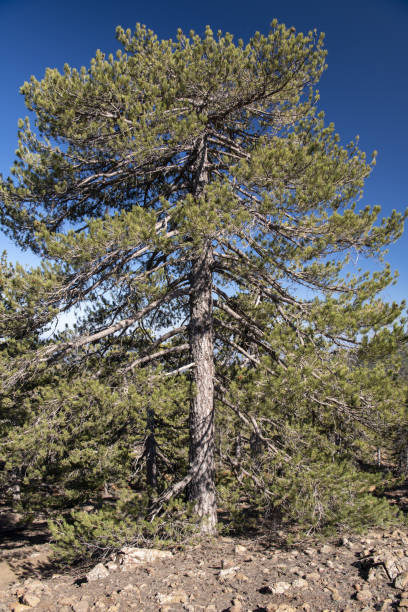 istock Single old flat-topped Black Pines on mountainside with bare rocky foreground and clear blue sky 1399625270