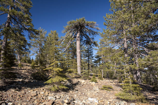 istock Old, thick-trunked and flat-topped Black Pine centered in frame, on rocky mountainside with younger trees all around 1399625566