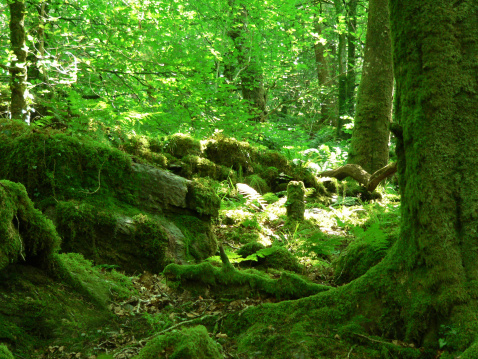 a fresh green forest scene, trees are covered with rich moss