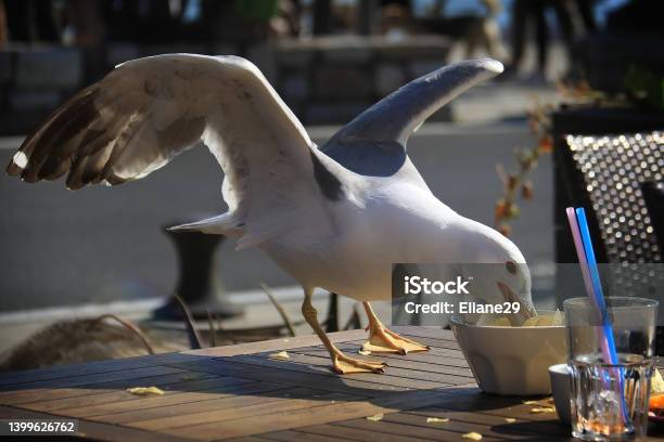 Seagull Eating Chips Stock Photo - Download Image Now - Seagull, Eating, Albatross