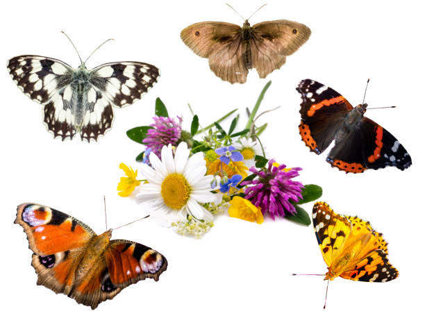 istock different butterflies with medicinal plants isolated on white background 1399627461