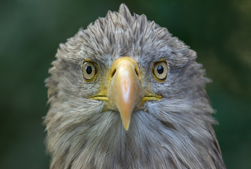 This is a striking close-up head and shoulder profile photo of a mature, iconic American Bald Eagle. It is against a blurred green background. It has a white head, brown body, and a hooked beak. Only one eye is visible as it's a profile shot. The feathers are clean and crisp. Shot in the wild, late afternoon.